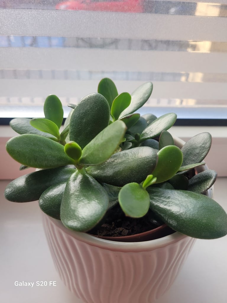 image for Money plant with decorative ceramic pot