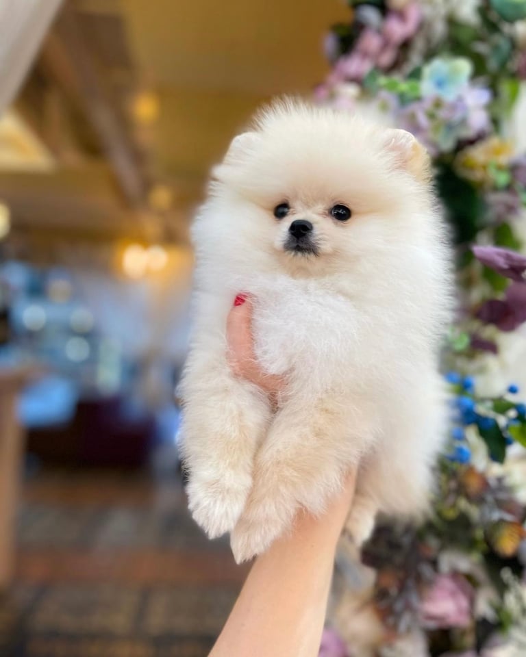 Pomeran dog girl boy