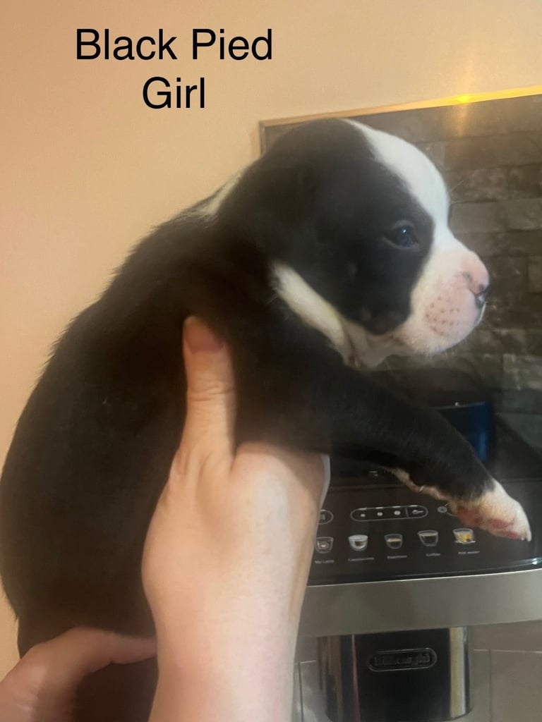 Pedigree pocket bully pups for sale! 