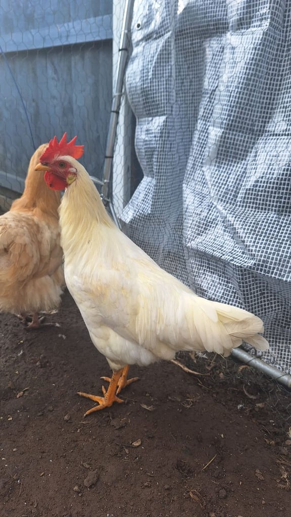 image for Rooster for Sale