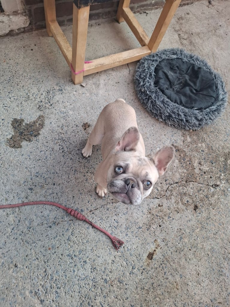 Female French bulldog 1 year old 