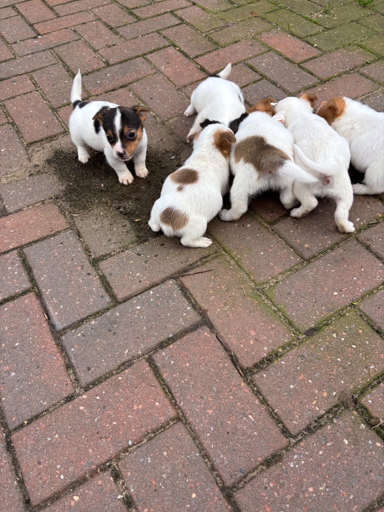 Jack Russell puppies 