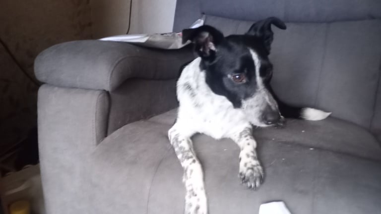 Collie puppies for sale 