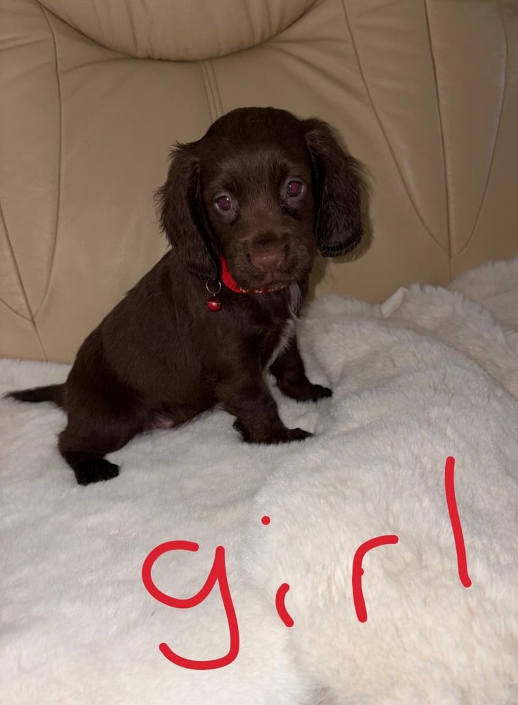 Cocker Spaniel Puppies