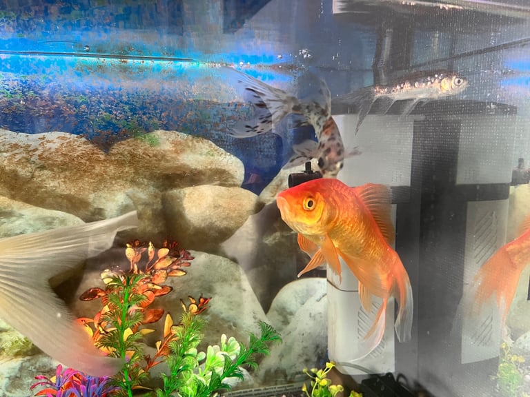 image for Large fish tank with accessories and fish 