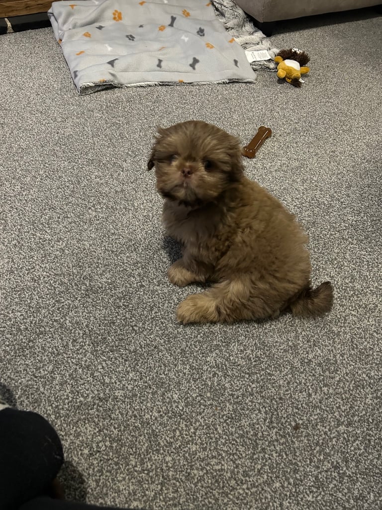 Shih tzu puppy 