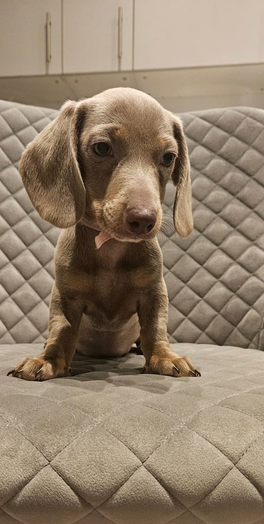Isabella and tan miniature daschunds - Available now