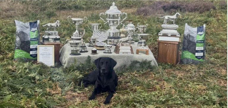 Labrador pups for sale