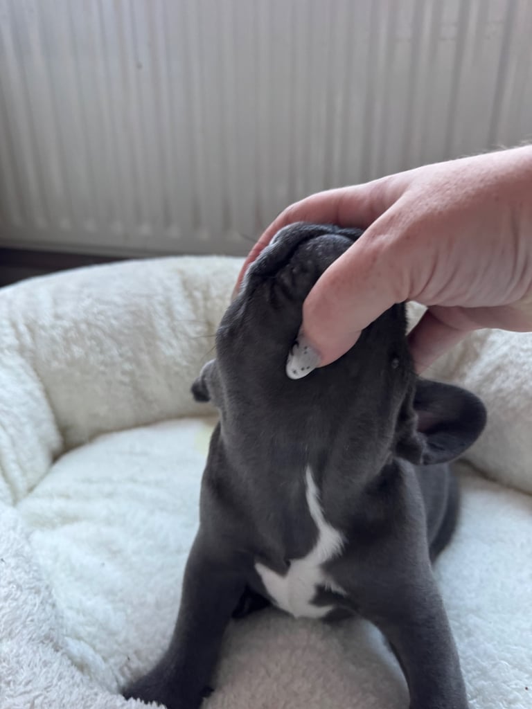 French bulldog puppy