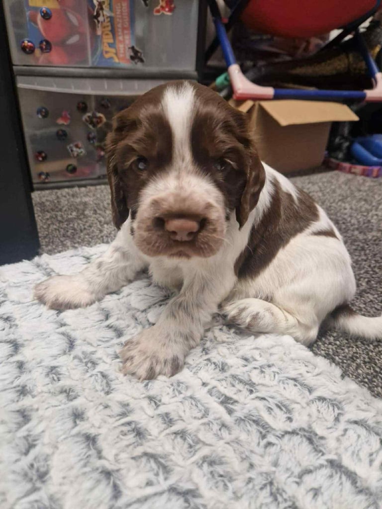 Sprocker spaniel pups