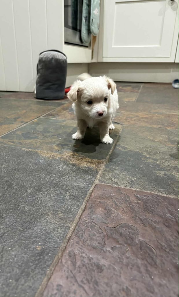 Lovely 3/4 Chihuahua puppies 