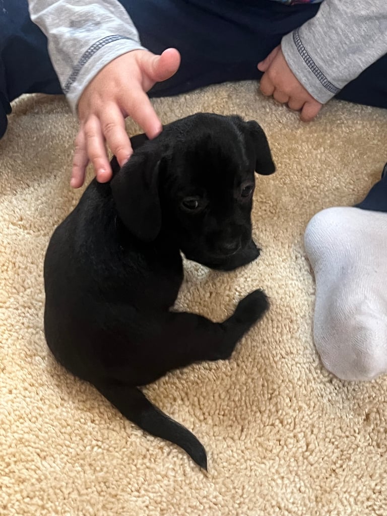 Miniature dachshund puppy
