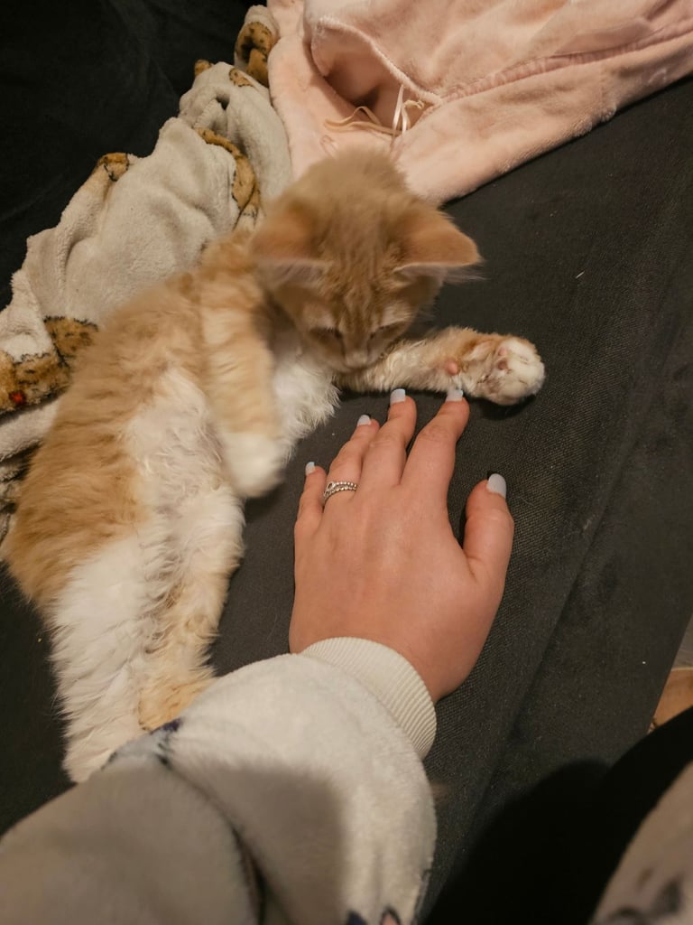 Female main coon for sale