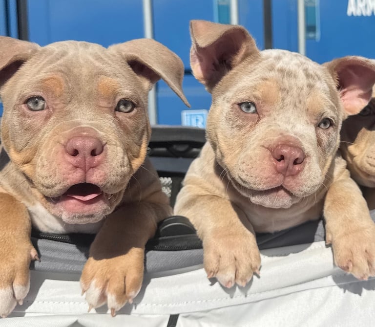 LAST FEMALE MERLE POCKET BULLY AVAILABLE‼️‼️
