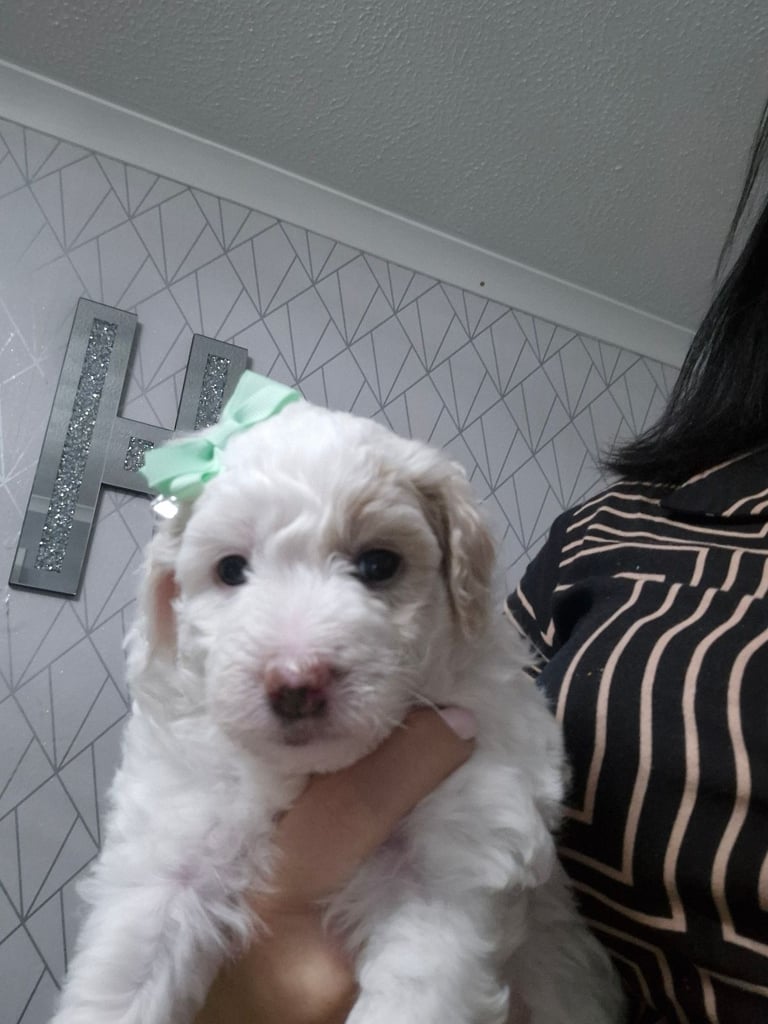 Poochon pups