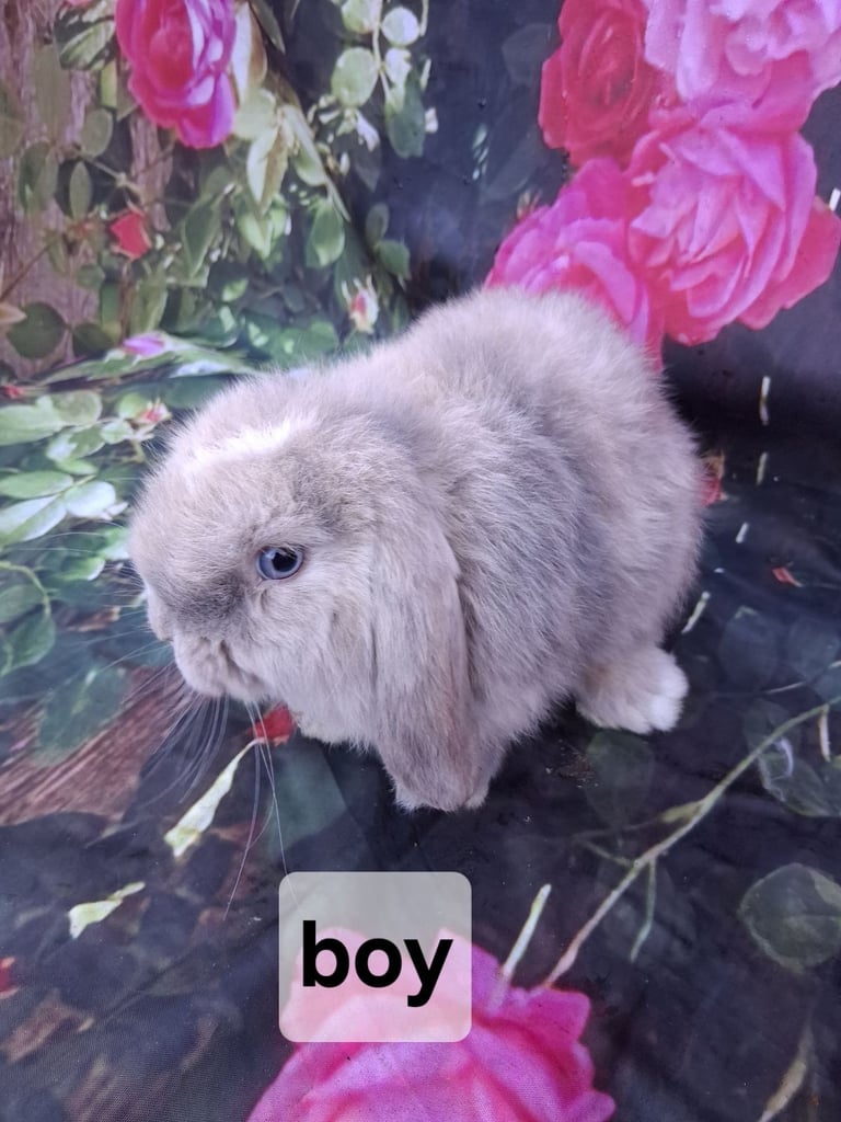 Mini lop baby rabbits