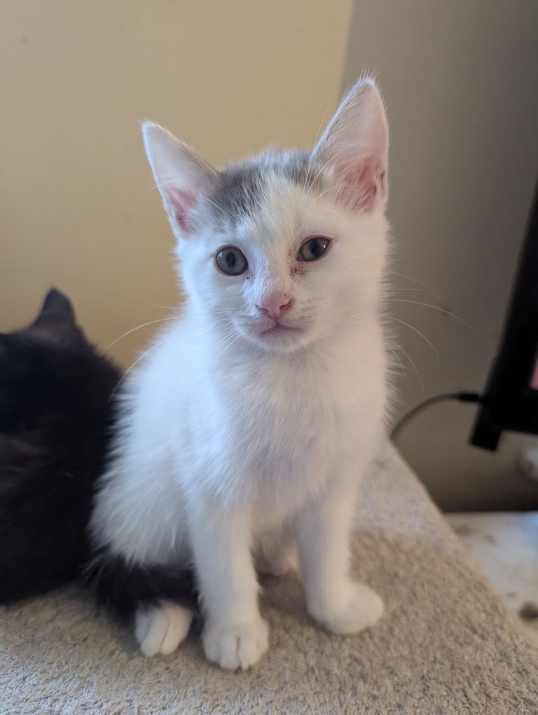 5 beautiful kittens ready for their forever homes