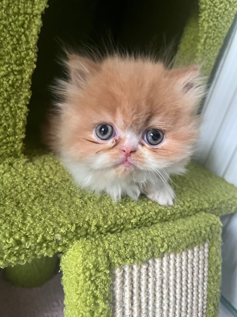Exotic Persian kittens 