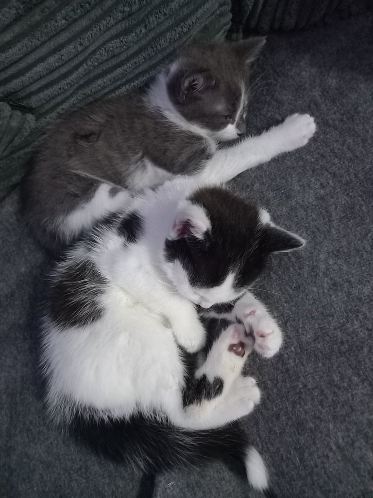 image for Kittens for sale