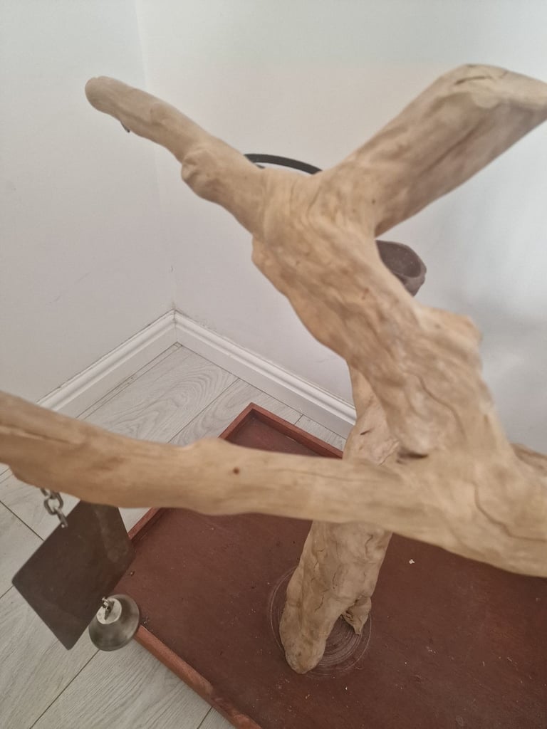 Parrot Java Tree perch