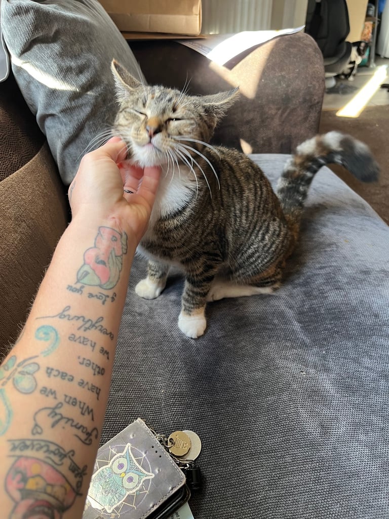 2 female cats. 1 year old 