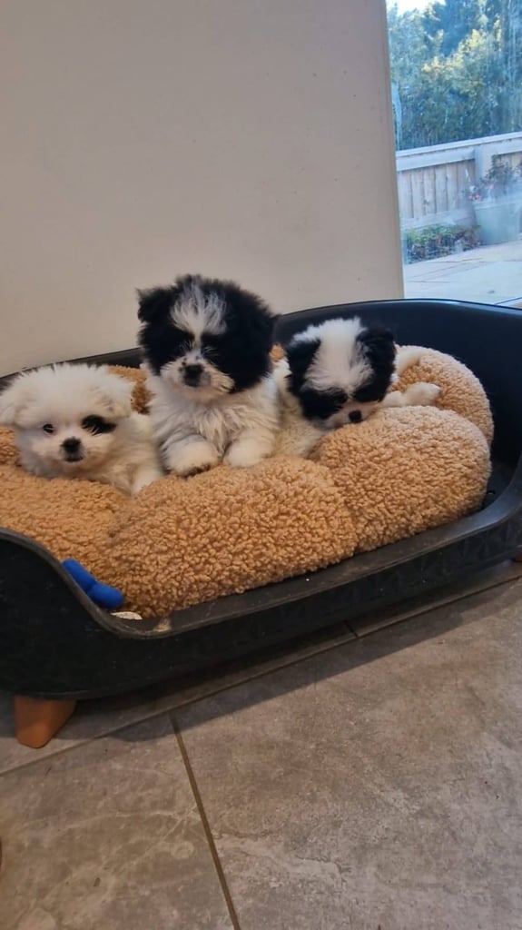 Ready Now 3 Girls. Pomeranian x shitzu health check. 1st vacination.  