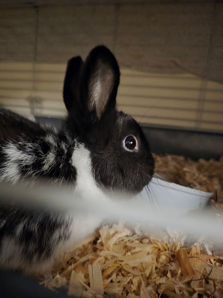 image for MALE DWARF RABBIT 
