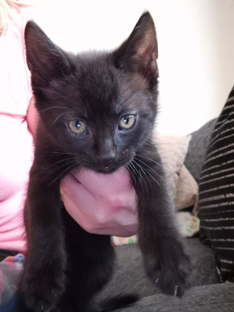 image for 10 week old gorgeous black female kitten for sale