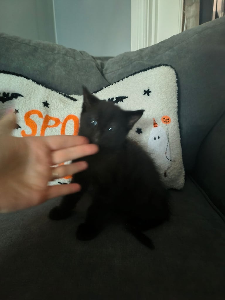 Kittens