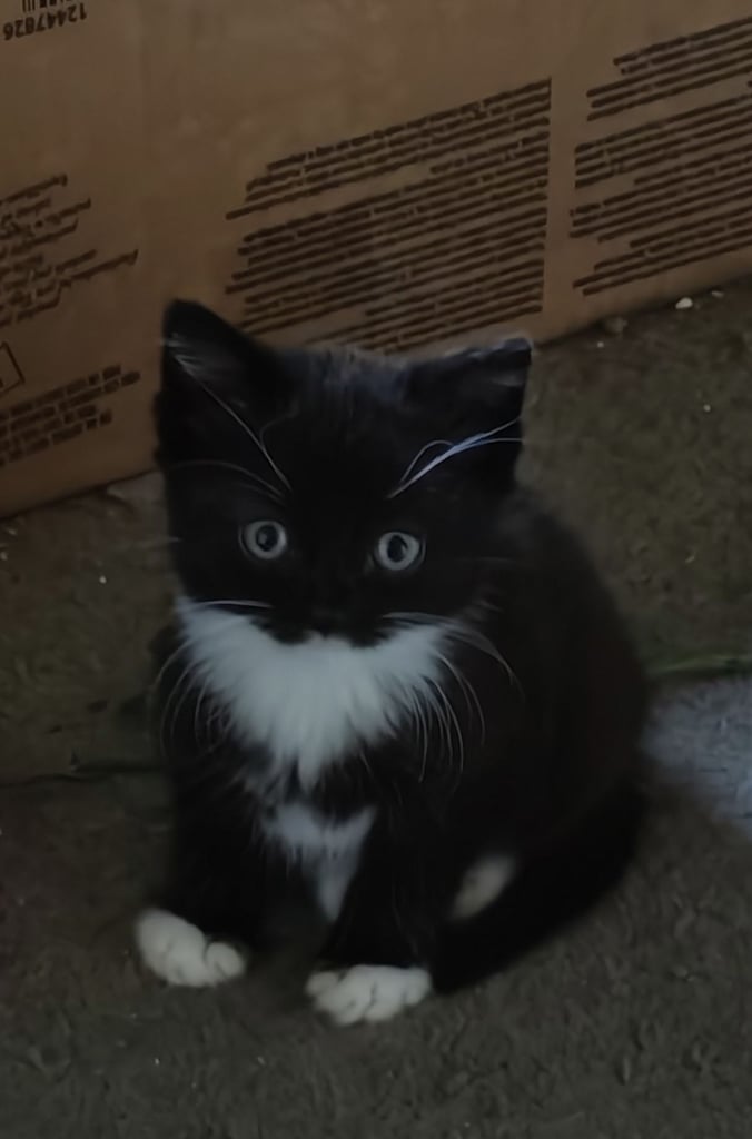 2 little boys 12 weeks old 