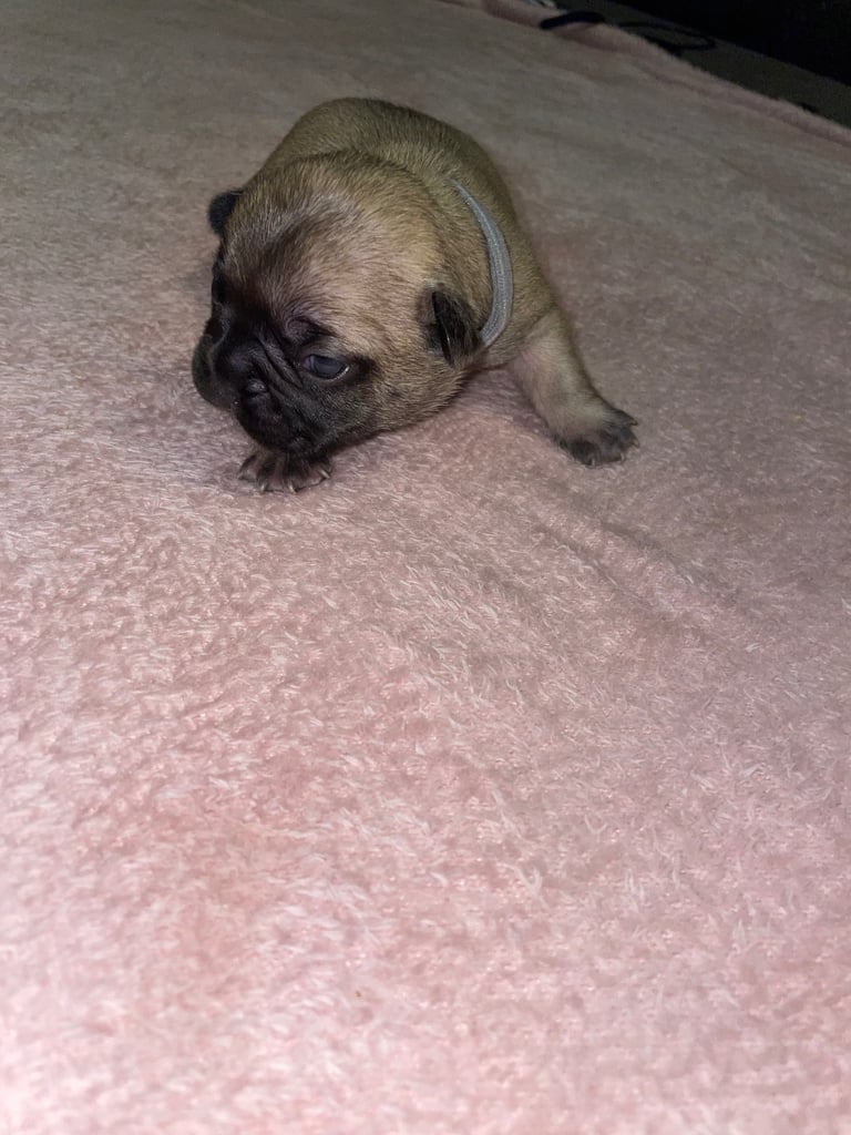 French bulldog puppies