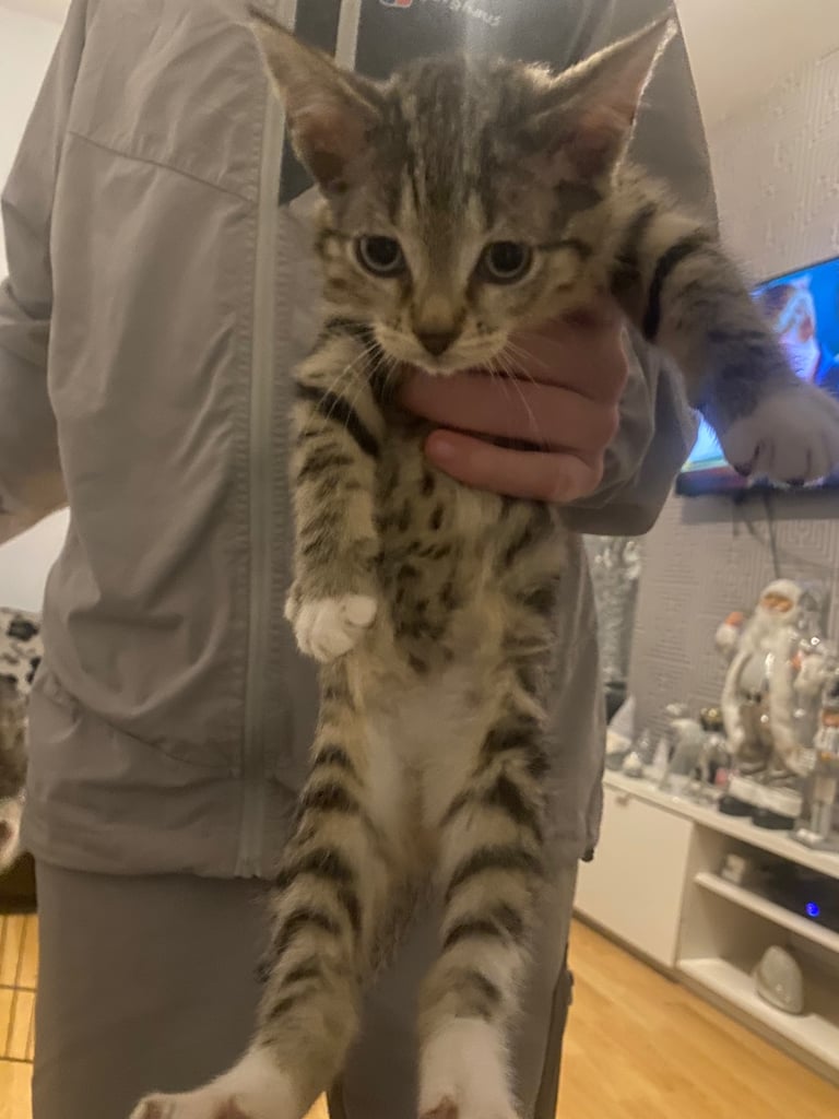 2 girl kittens for sale bootle