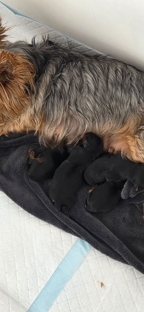 Yorkshire terrier puppies  8 weeks old 
