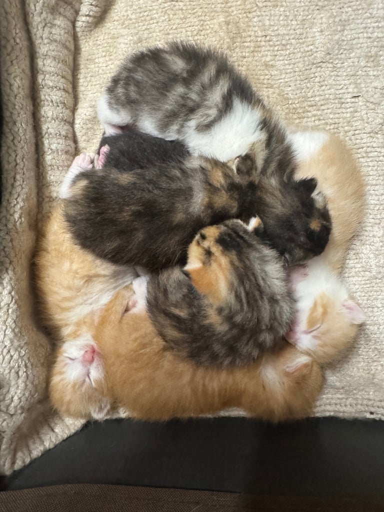 6 beautiful kittens ready to go 
