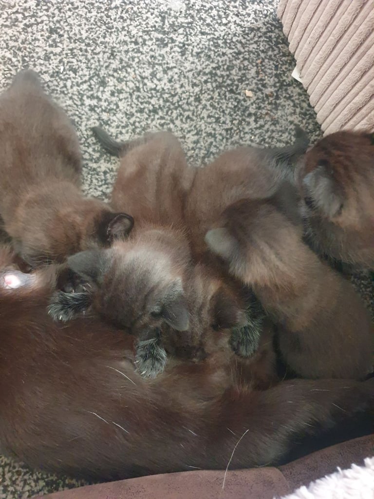 Adorable kittens 