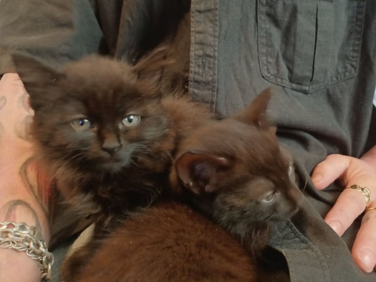 image for Kittens for sale