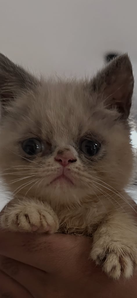 Persian Kittens For Sale