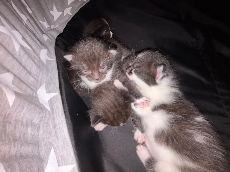 Black and white kittens  Edited**
