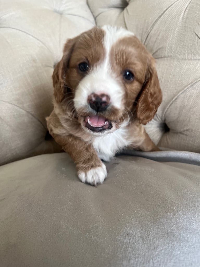 Beautiful Cavapoochon Puppies