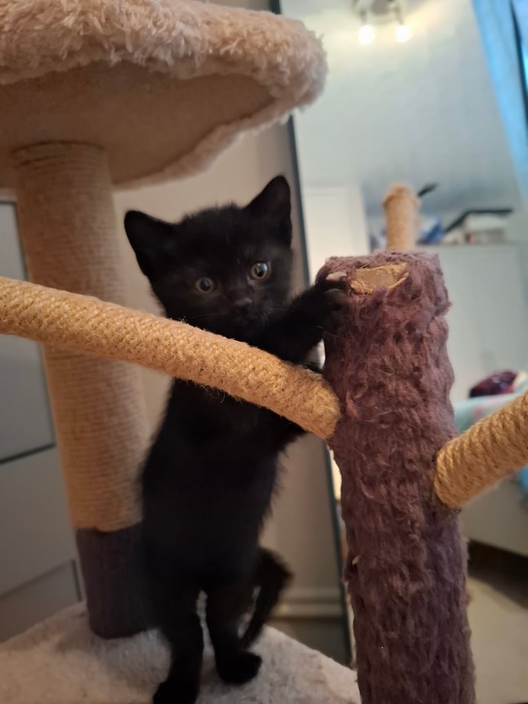 image for six cheerful kittens
