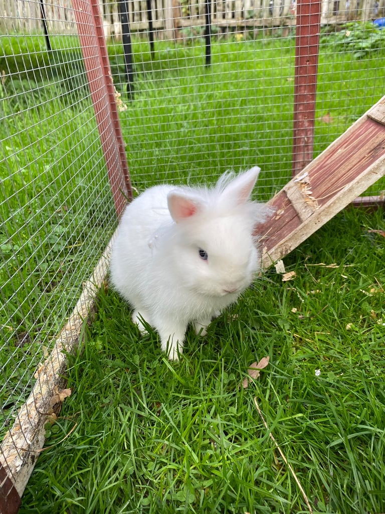image for Rabbit for sale