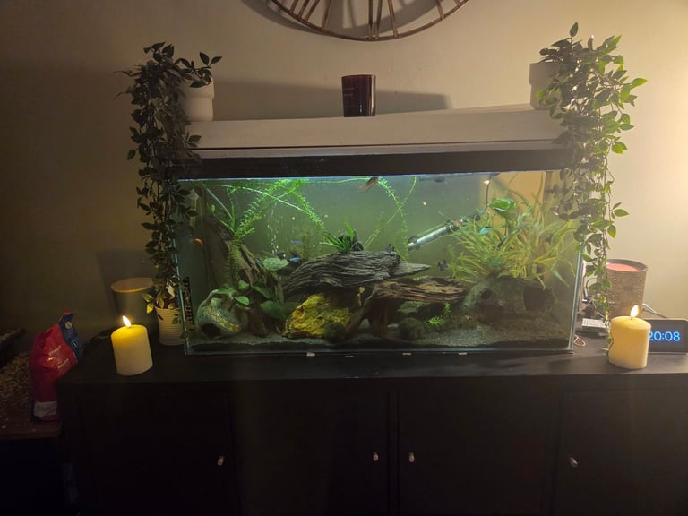 3ft/120ltr Aquarium (full setup with fish)