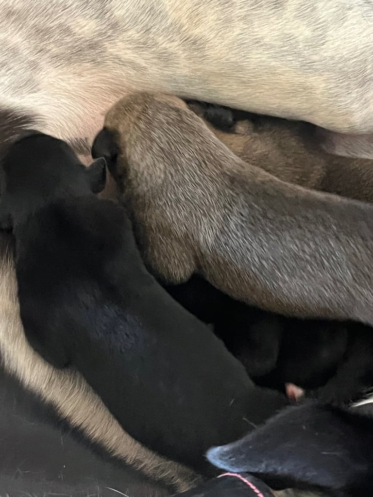 Greyhound x lurcher puppies 