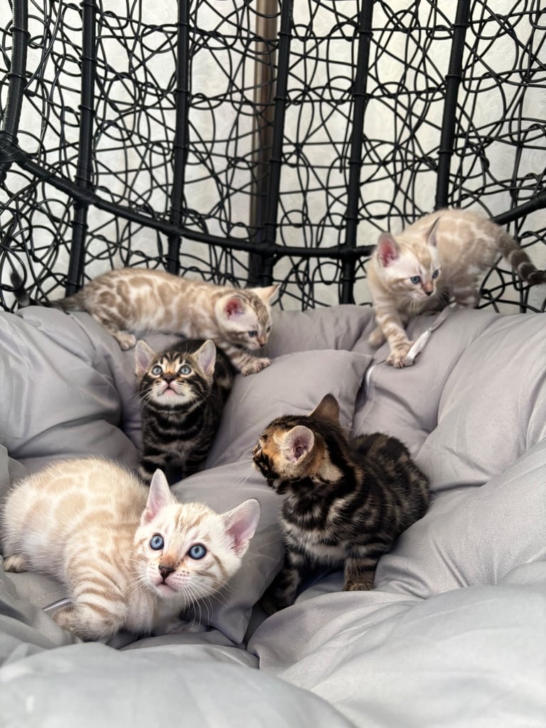 🐾Gorgeous Pure Bengals Ready Now🐾