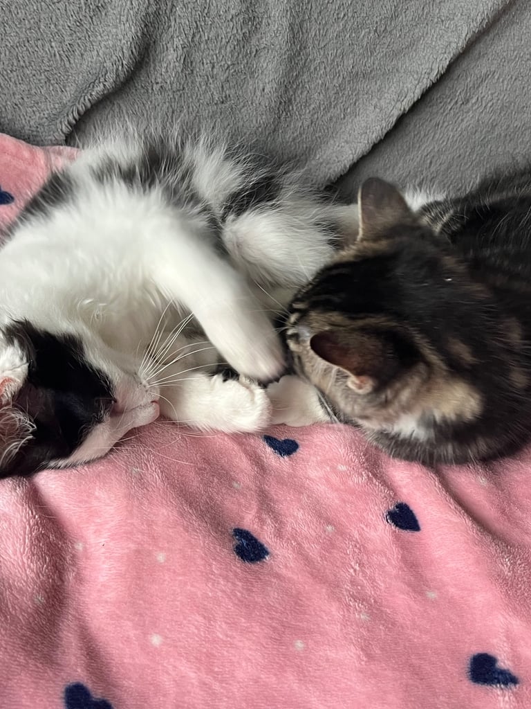 Maine coon cross kittens