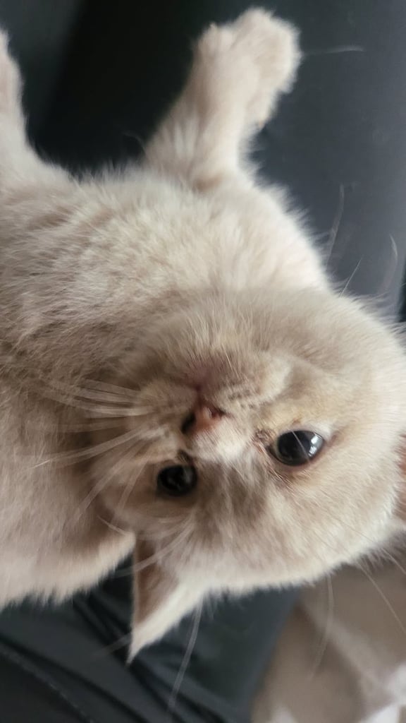 Pedigree British shorthair  