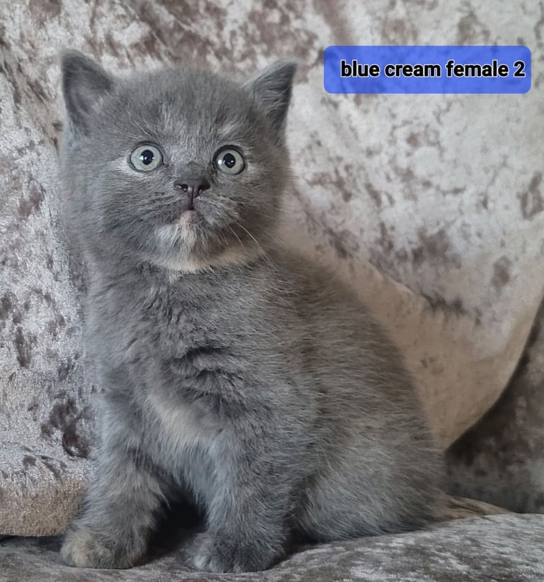 4 kittens x British blue short hair 