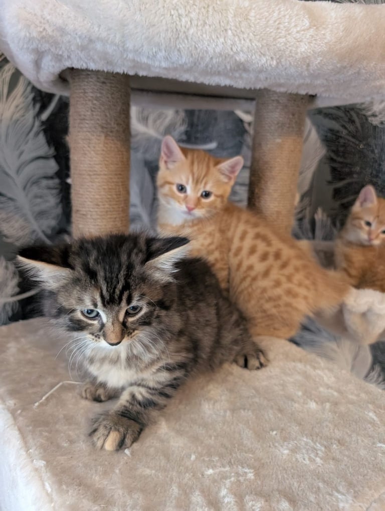 Kittens for sale 