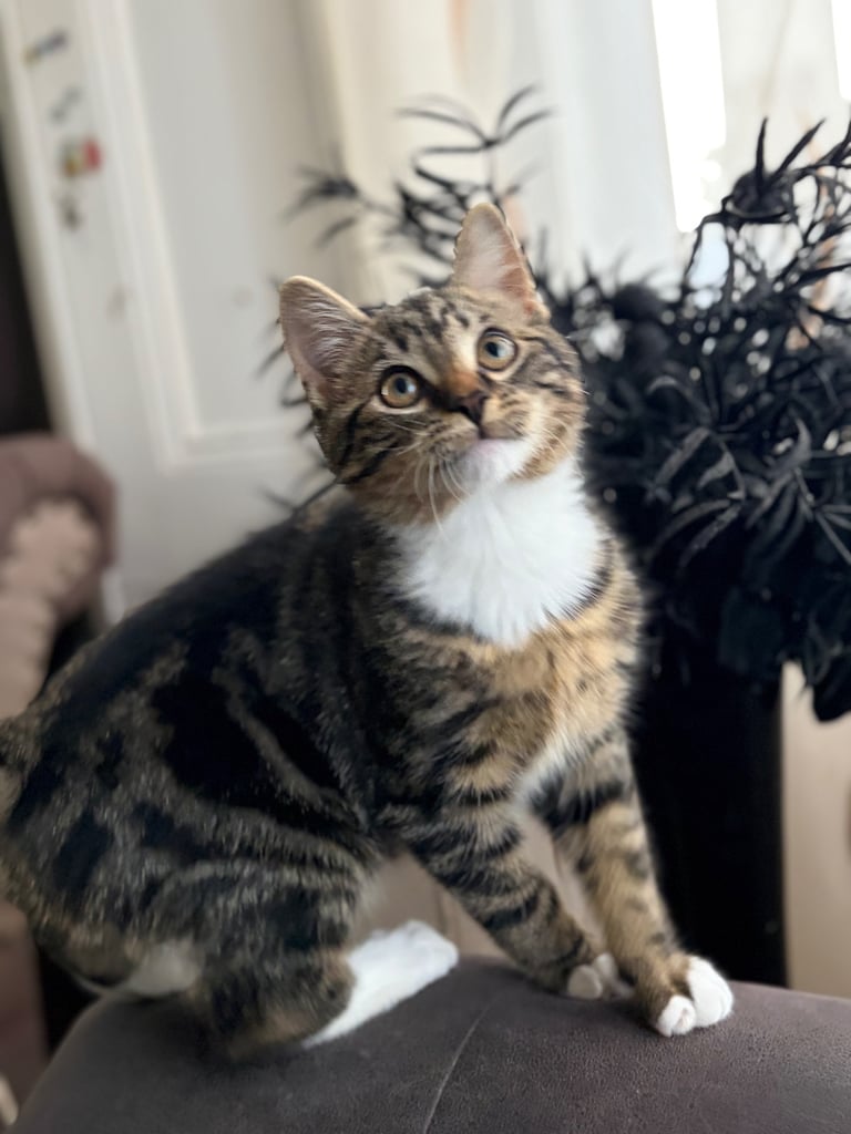Kitten boy