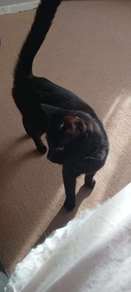 3 year old mate cat chipped and neauted 